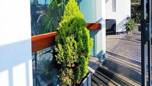 Un edificio moderno con facciata in vetro, tetto a lamelle di legno e un piccolo arbusto verde in vaso.