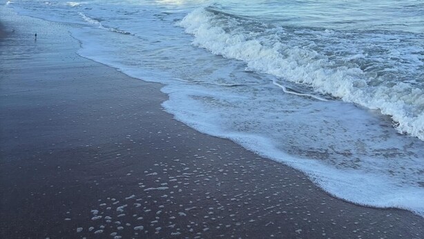 Una playa con olas que acarician suavemente la orilla bajo un cielo despejado.
