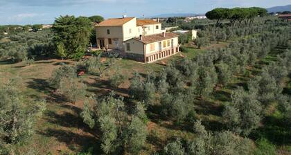 Our farm is surrounded by olive trees in Tuscany