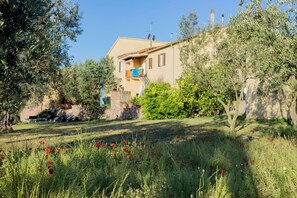 Property grounds - Our farm is surrounded by olive trees in Tuscany (Toscana)