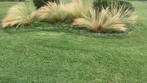 Un jardin bien entretenu, avec une pelouse parfaitement taillée et des graminées ornementales.