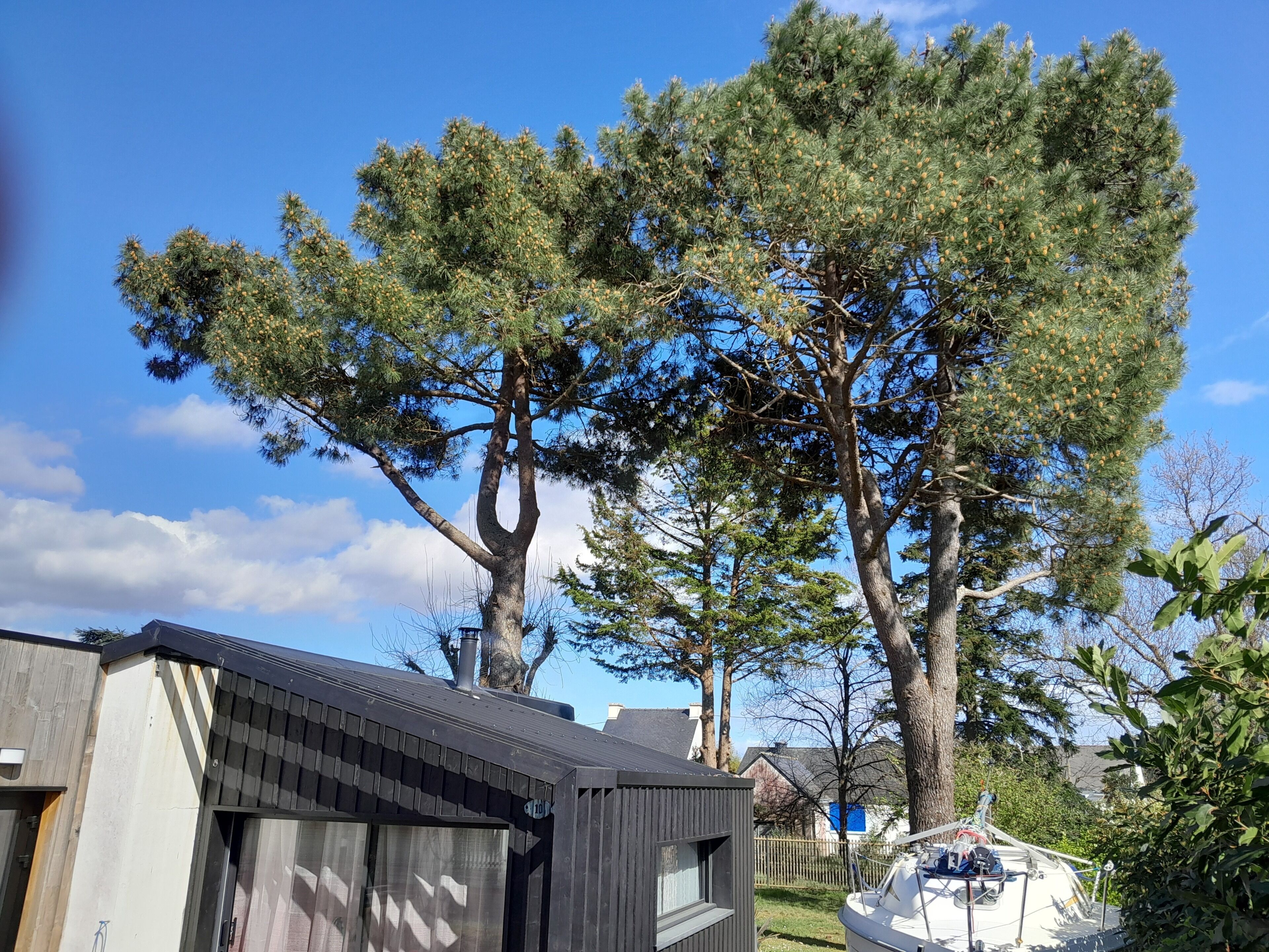 A residential area with a boat docked near a house, surrounded by large trees.