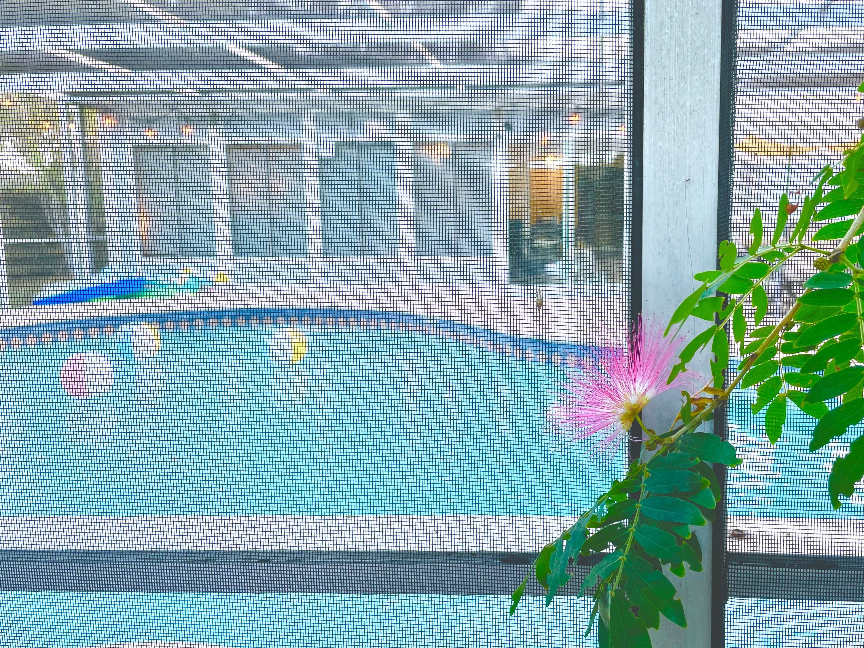 A pool area with a blue pool, surrounded by a fence.