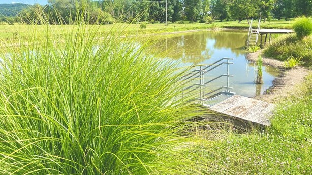 A tranquil outdoor setting with a small pond, a wooden walkway, and lush greenery. - Romantic vacation apartment with large garden - 2 min. from private natural swimming lake (Kerkateskánd)