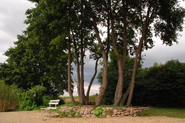 A bench under a large tree in a natural setting.
