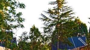 A pathway leading to a wooden gate with a triangular archway, surrounded by a well-maintained garden with trees and shrubs. - Big garden sapanca (Sapanca)