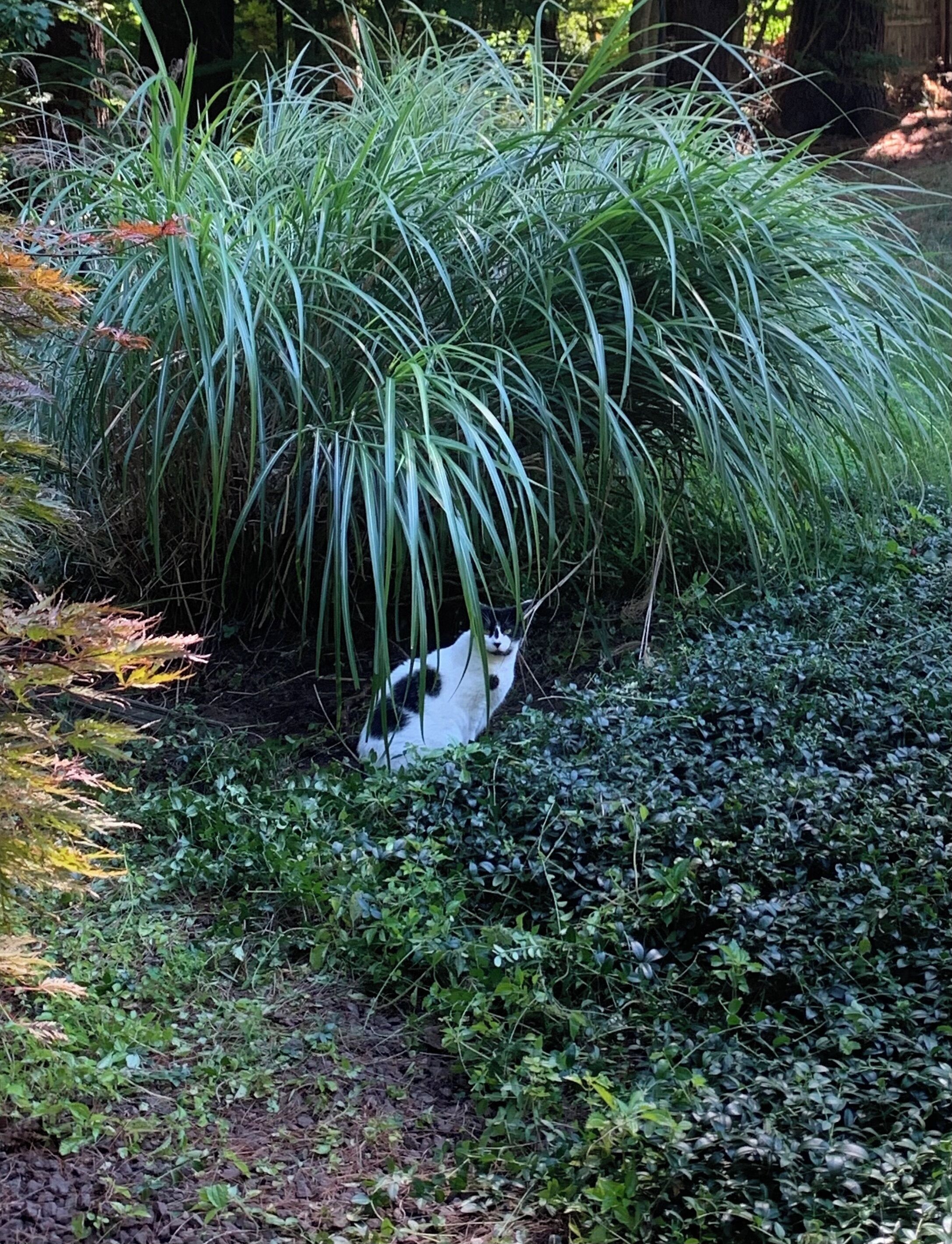 A cat nestled among dense green foliage in a garden setting.