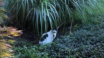 A cat nestled among dense green foliage in a garden setting.