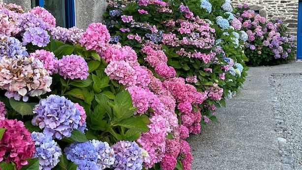 A stone building with a row of hydrangea bushes in various colors. - Chic and authentic bourgeois house by the sea, ideal for surfing, beaches and hiking. (Tréguennec)