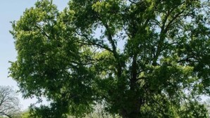 A large tree in a grassy area with a person standing nearby. - Burnham's Lodging (San Saba)