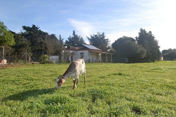 A grassy field with a building in the background. - Rural house in the middle of nature (Chiclana de la frontera)