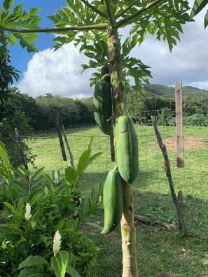 Property grounds - BEAUTIFUL VILLA WITH GARDEN BETWEEN LAND AND SEA TYPE T3 (Les Anses-d'Arlet)
