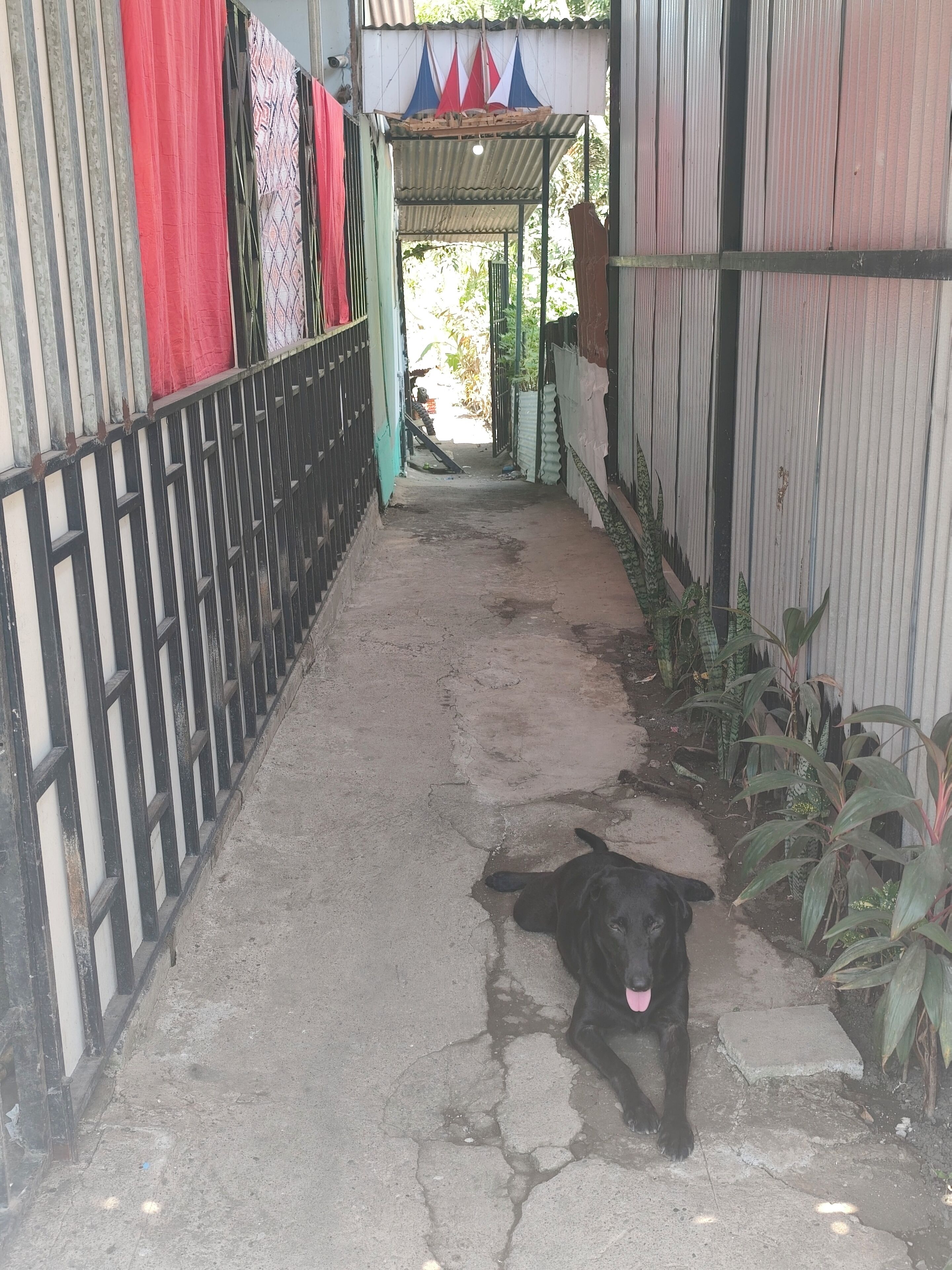 A narrow alleyway with a black dog lying on the ground.