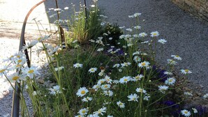 A patio with a table and chairs, a gravel path, and a flower bed with daisies.