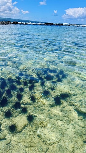 Bright & Breezy Central Hilo Oasis