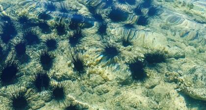 Bright & Breezy Central Hilo Oasis