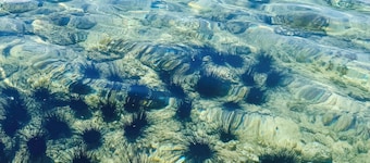 Bright & Breezy Central Hilo Oasis