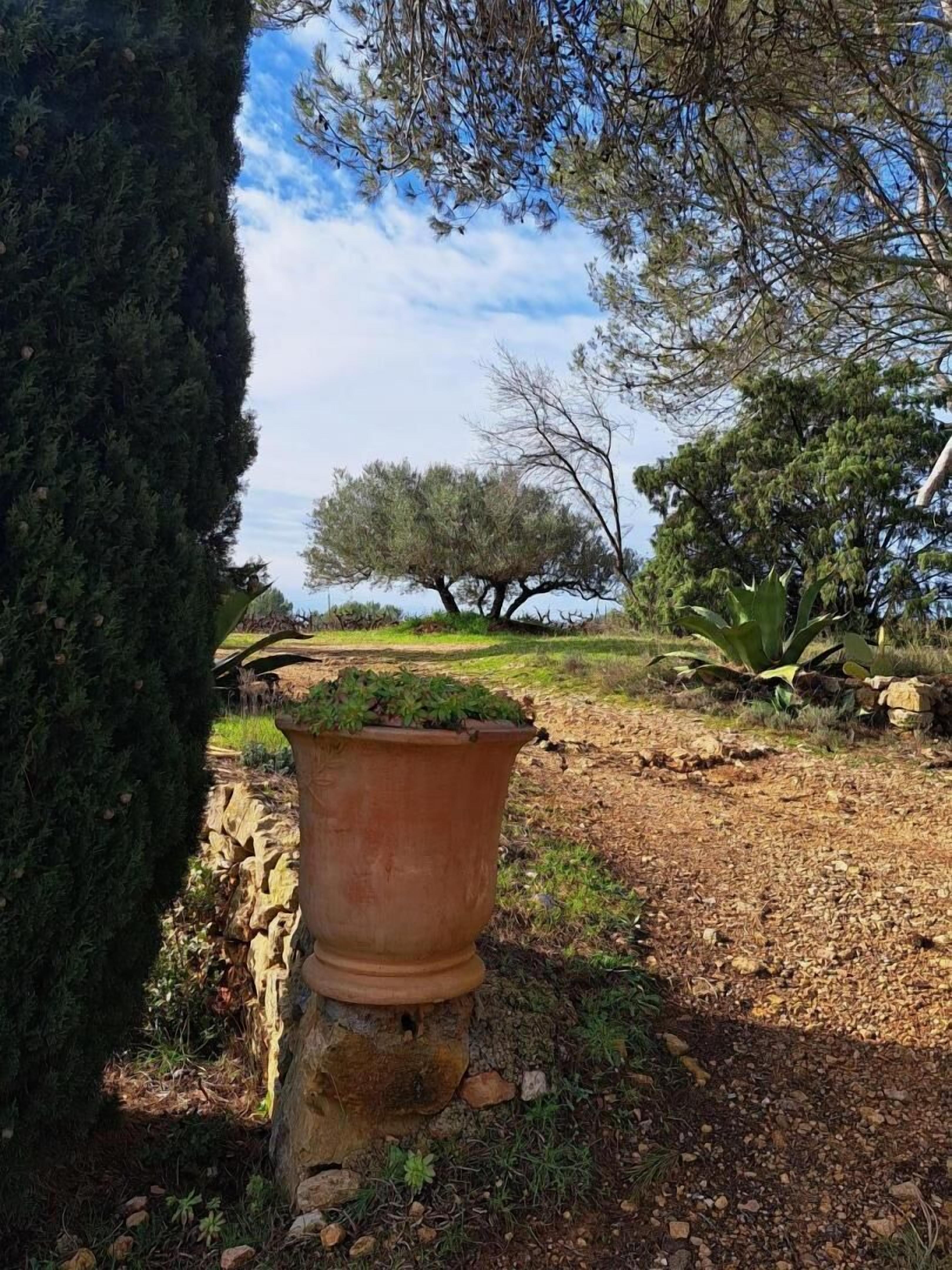 A rustic outdoor setting with a large terracotta pot, a stone wall, and a tree in the background.
