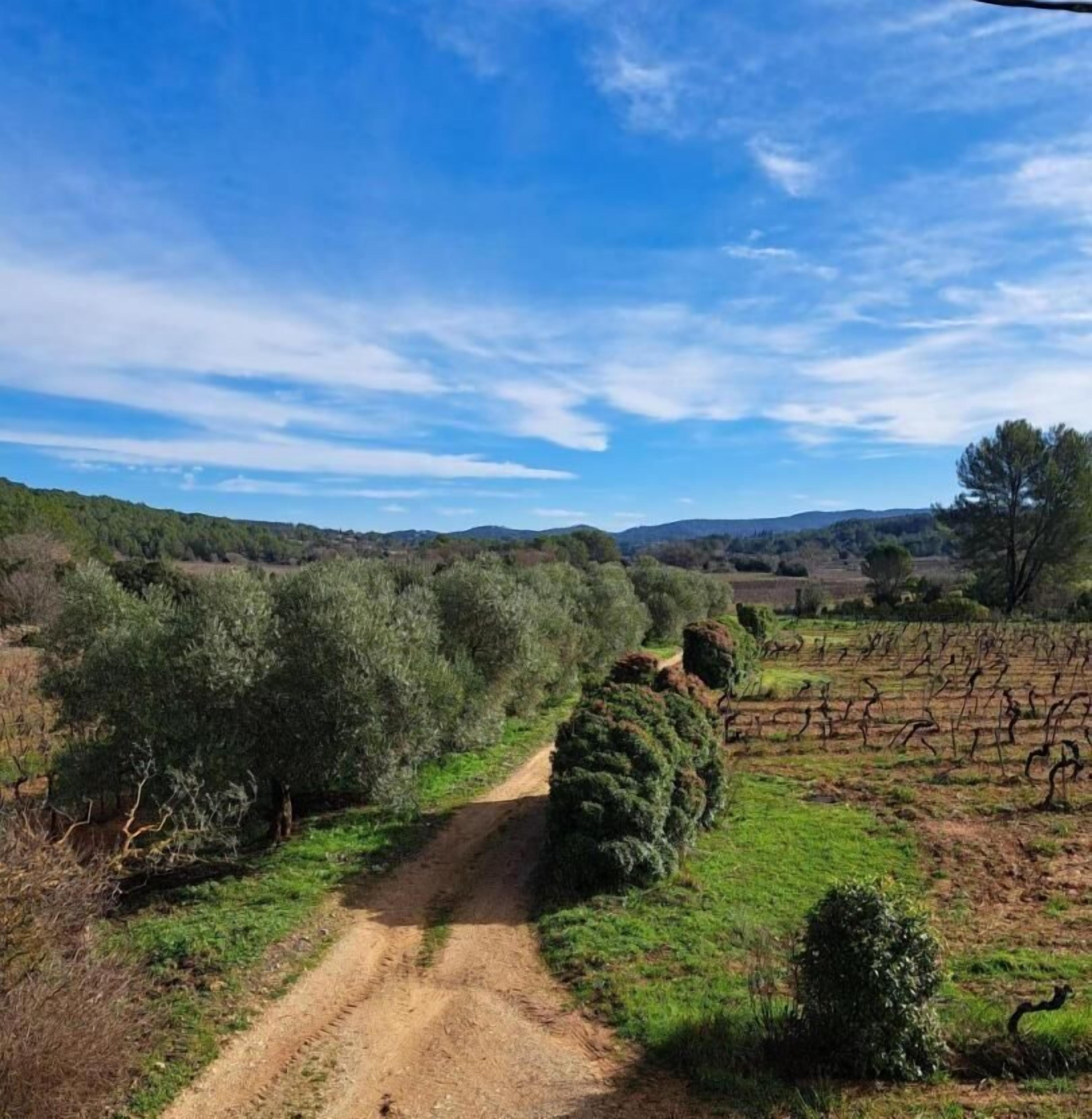 A rural landscape with a dirt path leading through olive groves and vineyards under a clear sky.