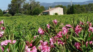 Paisaje rural con una casa al fondo, rodeado de vegetación y campos.