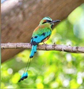 A bird with green, blue, and orange feathers perched on a branch. - 4BR Tropical Retreat • Pool • Beach • Golf Cart (Playa Potrero, Santa Cruz)