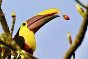 A toucan with a large beak holding a seed. - 4BR Tropical Retreat • Pool • Beach • Golf Cart (Playa Potrero, Santa Cruz)