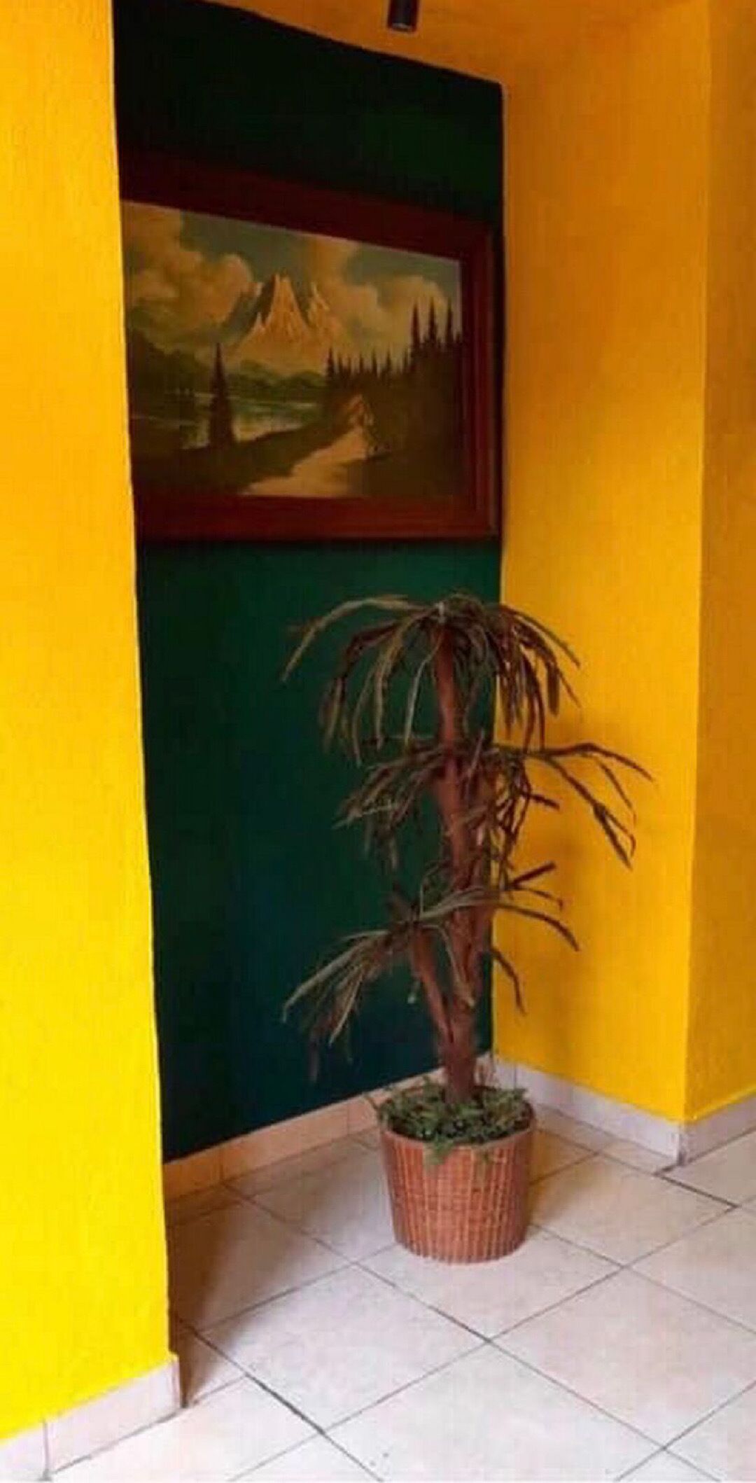 A potted plant in a corner with a green wall and a yellow wall.