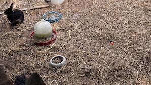 A fenced outdoor area with hay, a rabbit, and various objects like a tire, a ball, and a blue bowl.