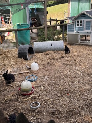 Property grounds - House by the lake, farm vacation (Limburg)