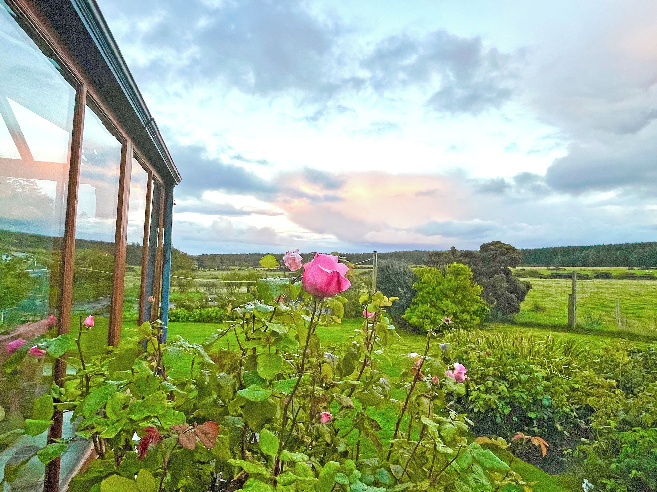 Un giardino con una rosa rosa in primo piano e vista su un paesaggio rurale attraverso una finestra.