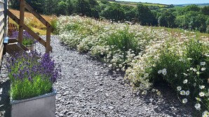 Un camino de grava bordeado de flores blancas y púrpuras, con abundante vegetación y colinas al fondo.