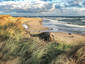 A beach with dunes and a seal resting on the sand. - Welcoming larger family gatherings. (Winterton-on-Sea)