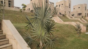 A building with multiple floors, a grassy area with a large agave plant, and a set of concrete stairs leading up to the building. - Ayatti By Caparo (Greater Noida)