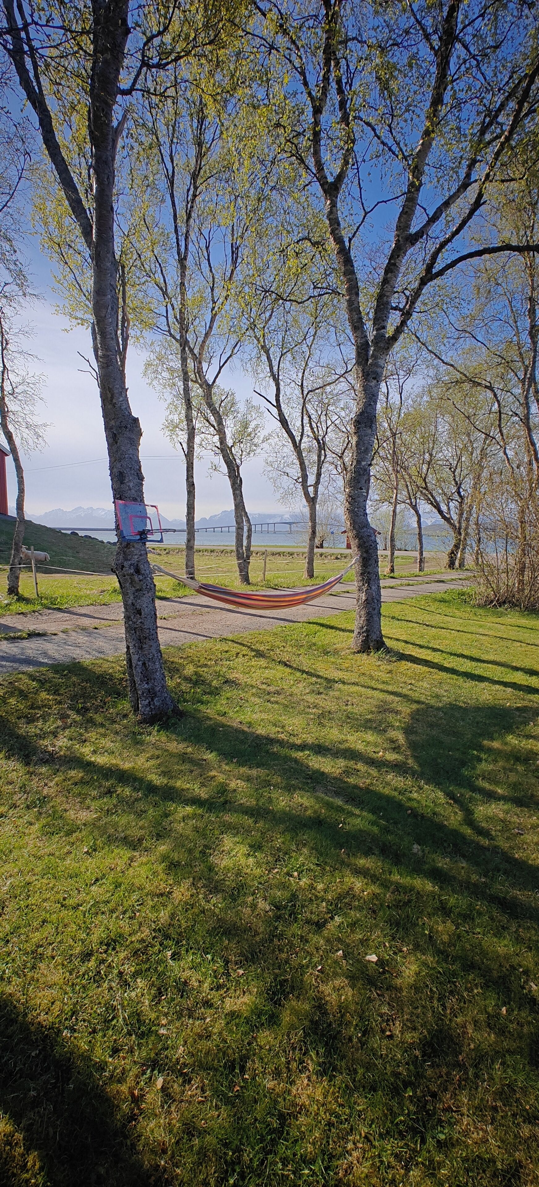 A hammock between trees in a grassy area with a view of mountains in the distance.