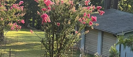Un pavo caminando por un sendero de grava con una casa y árboles en flor al fondo.