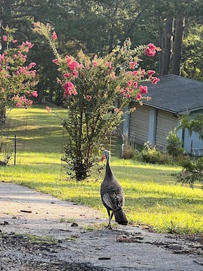 A turkey walking on a gravel path with a house and flowering trees in the background. - Welcome to our 3 bedroom, 2 bathroom Beaver Lake cabin, where lake views and quiet woods set the scene for an easy escape.<br>• Spacious deck with lake views and outdoor dining<br>• About 2 minutes from Beaver Lake's public boat ramp and hiking/bikin (Rogers)