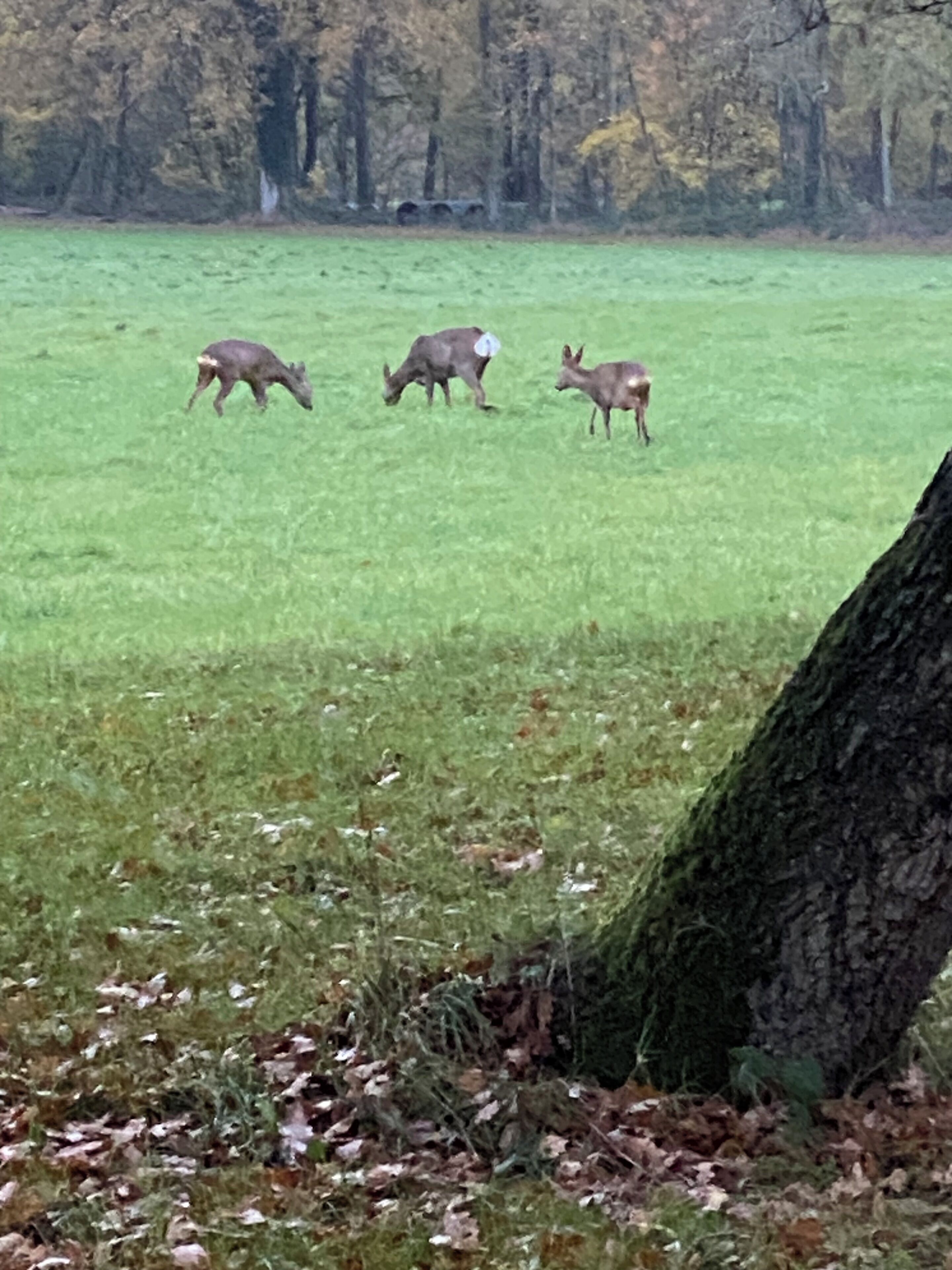 Ein grasbewachsenes Feld mit drei grasenden Hirschen.
