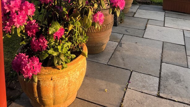 En trädgård med stora terrakotta-krukor fyllda med rosa blommor, en stenlagd gångväg och en gräsyta med träd i bakgrunden.