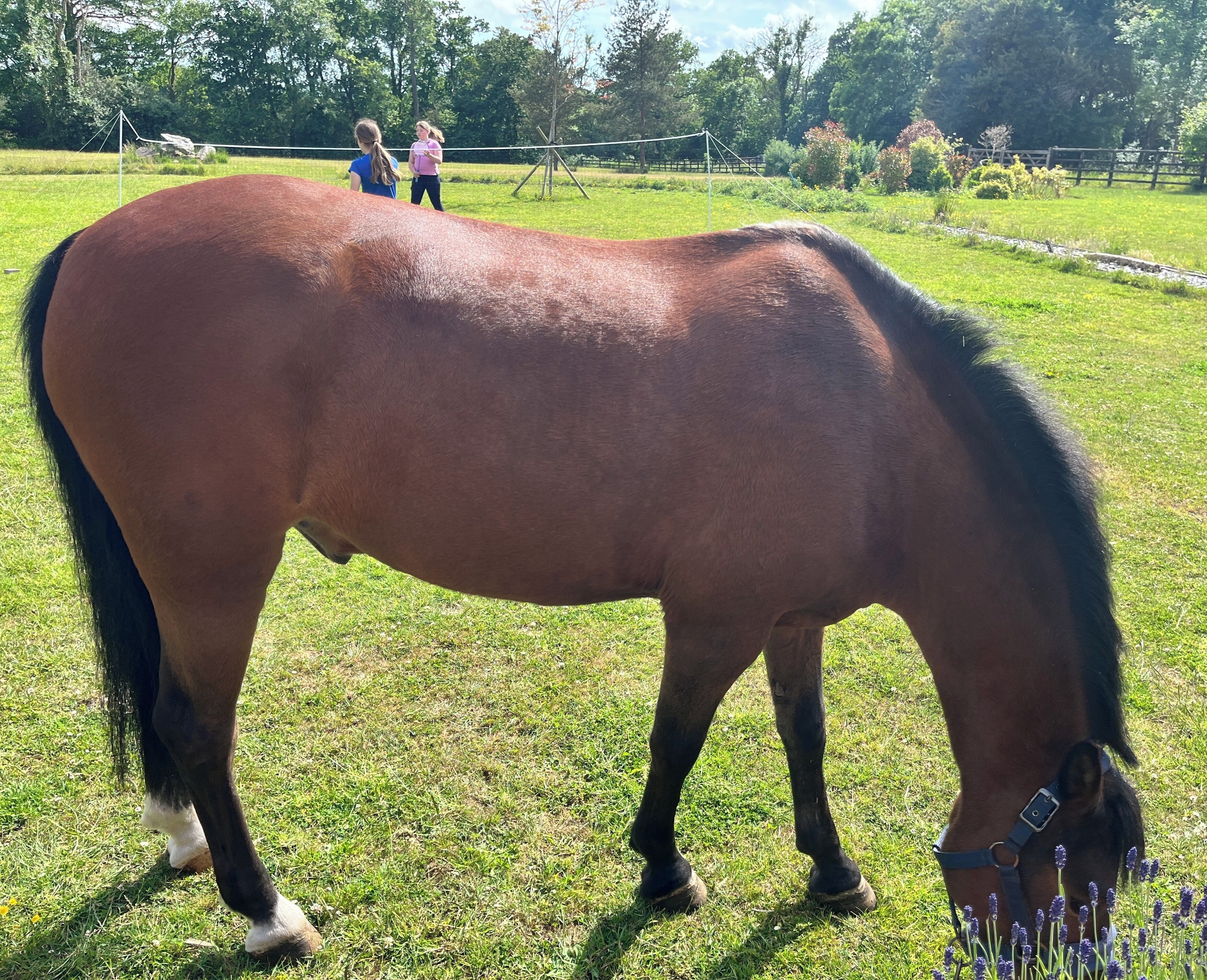 A horse grazing in a grassy field with two people in the background.