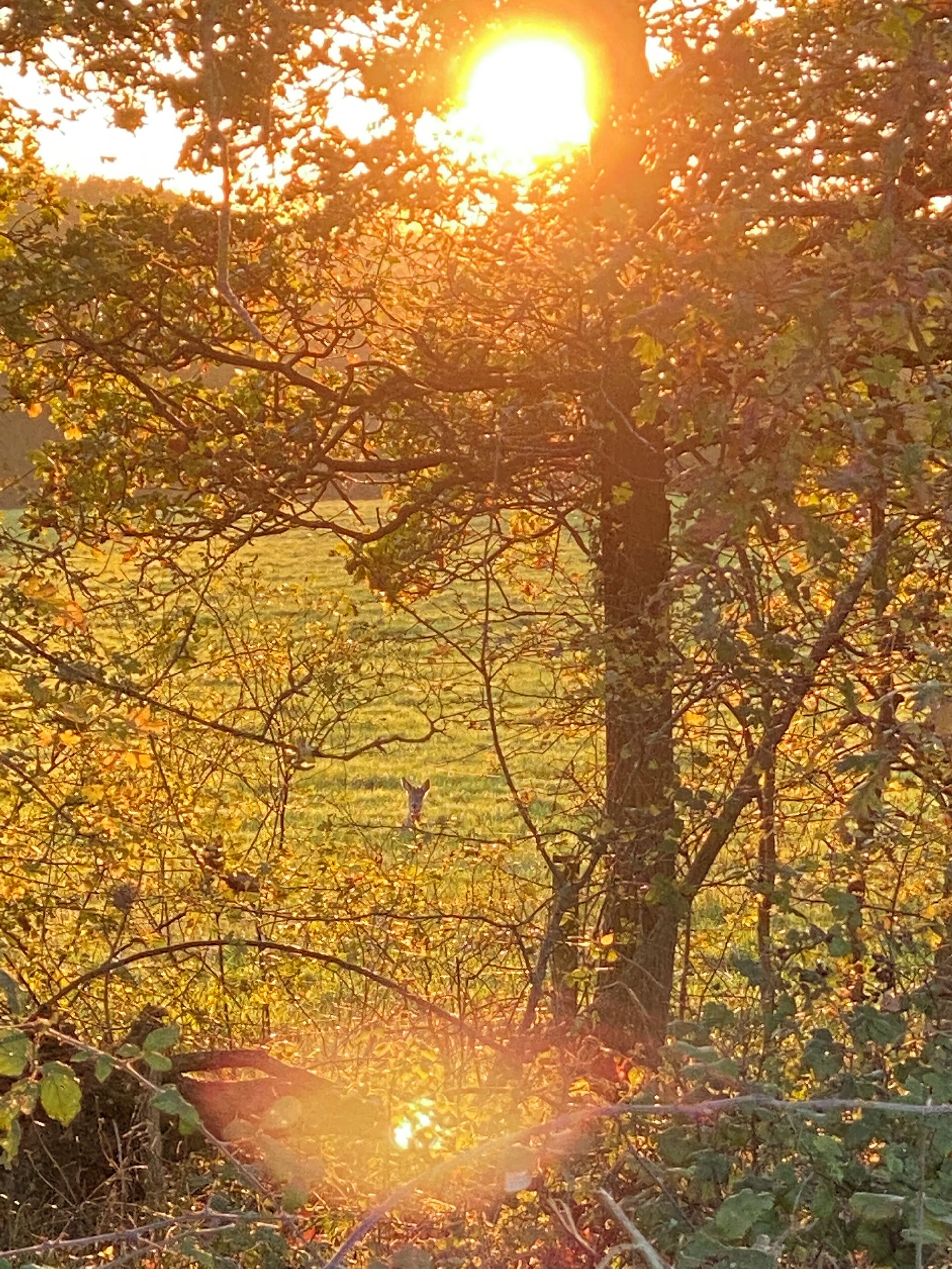 Un atardecer sobre un campo con árboles en primer plano.