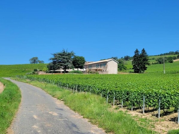 A vineyard with rows of grapevines and a road leading to a building. - La Maison de Bruno (Juliénas)