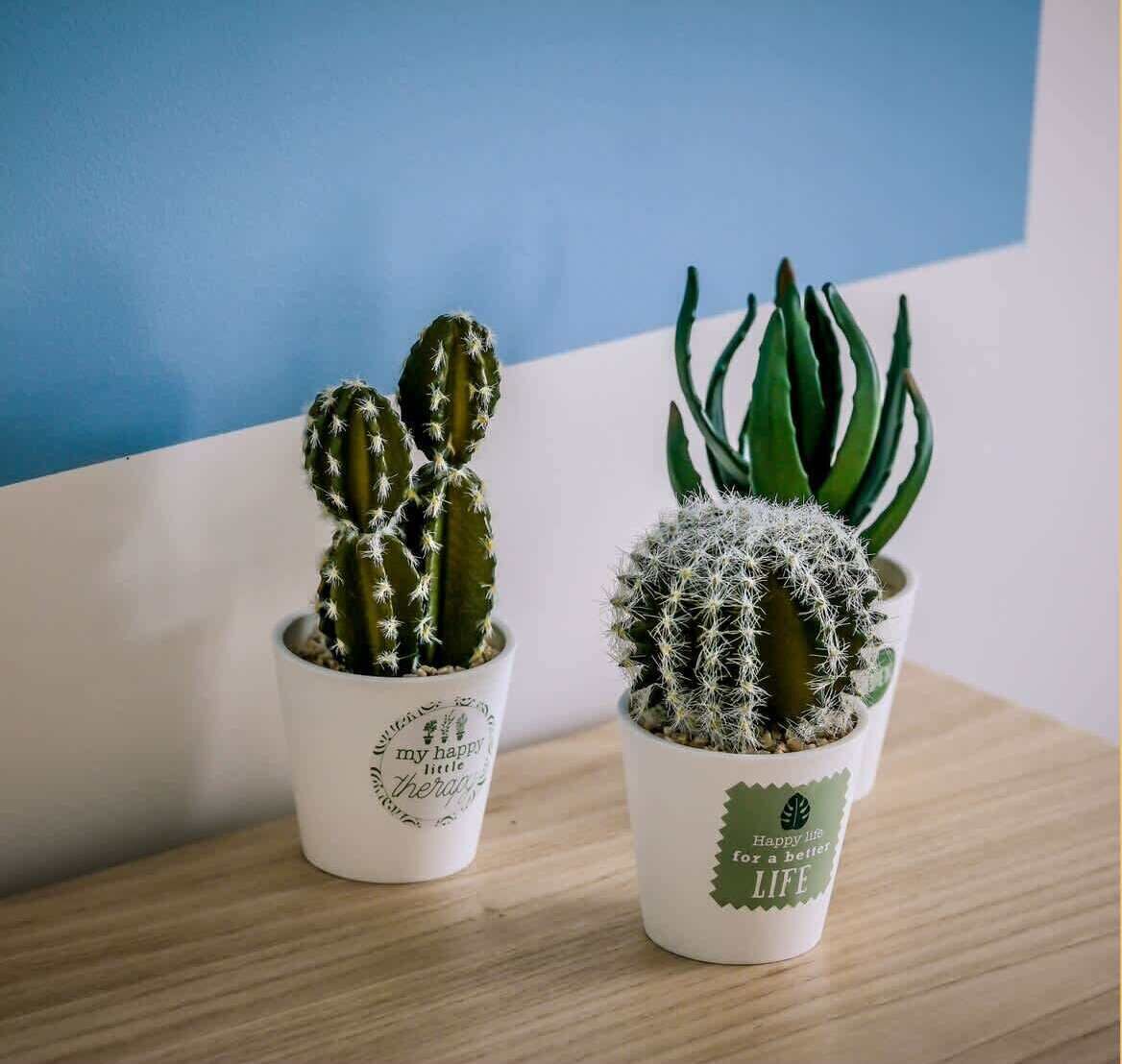Two potted cacti on a wooden surface against a blue and white wall.