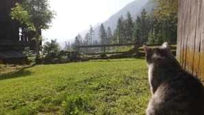 Eine rustikale Holzhütte mit einem Rasen und einem Holzzaun.