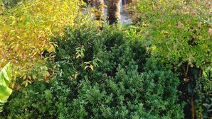 A lush garden with various plants and a palm tree. - Appartement "2" Villa Cây Tre Classé 3* (Rochefort)