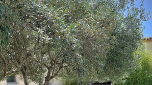 Un jardin avec une piscine, un arbre et une clôture en bois.