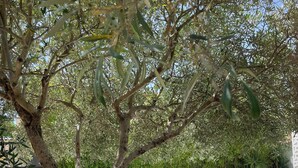 Un espace extérieur bordé d’arbres, avec une piscine, des marches en pierre et une pelouse verdoyante.