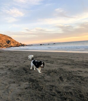 Una playa con un perro jugando en la arena, olas al fondo y un acantilado rocoso a la izquierda.