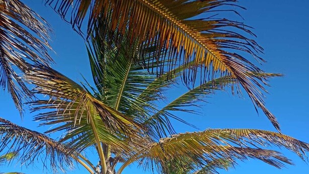 Escena de platja amb palmeres i un cel blau clar.