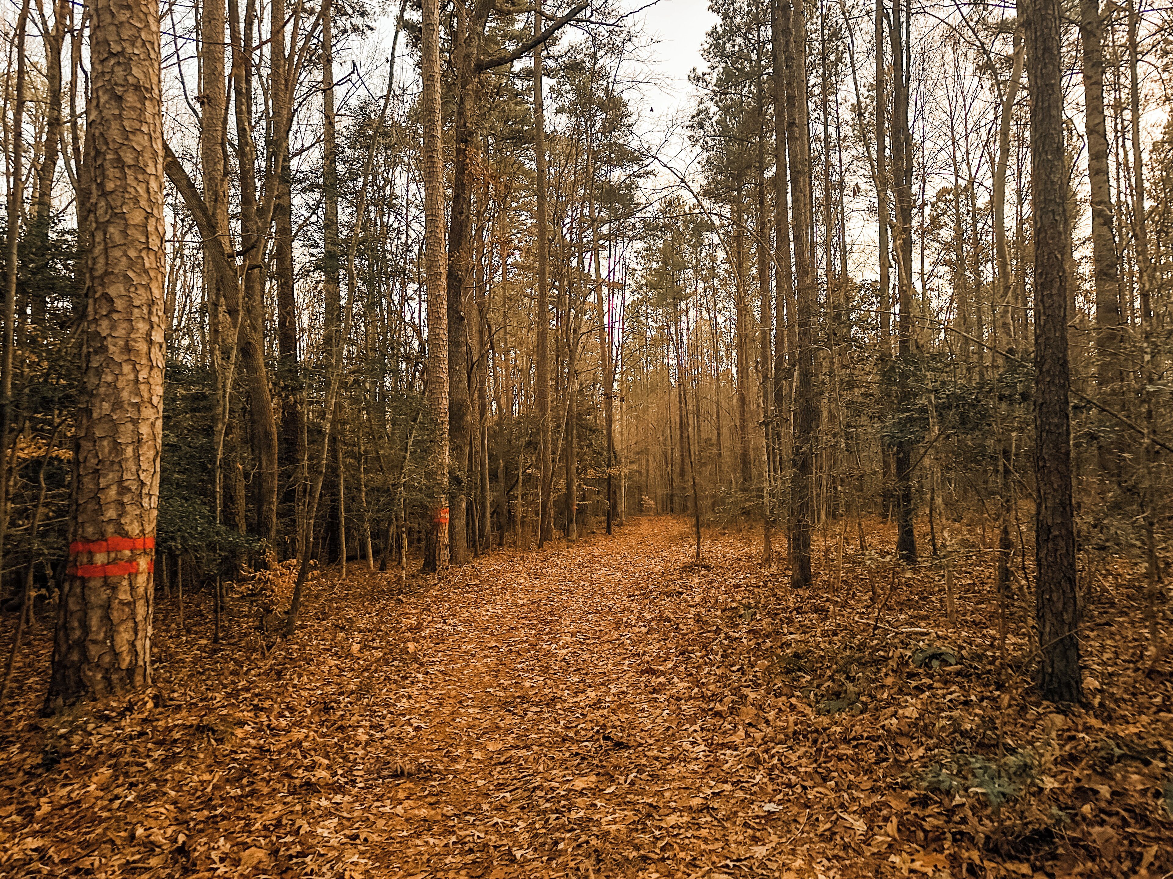 A forest path with trees and fallen leaves.