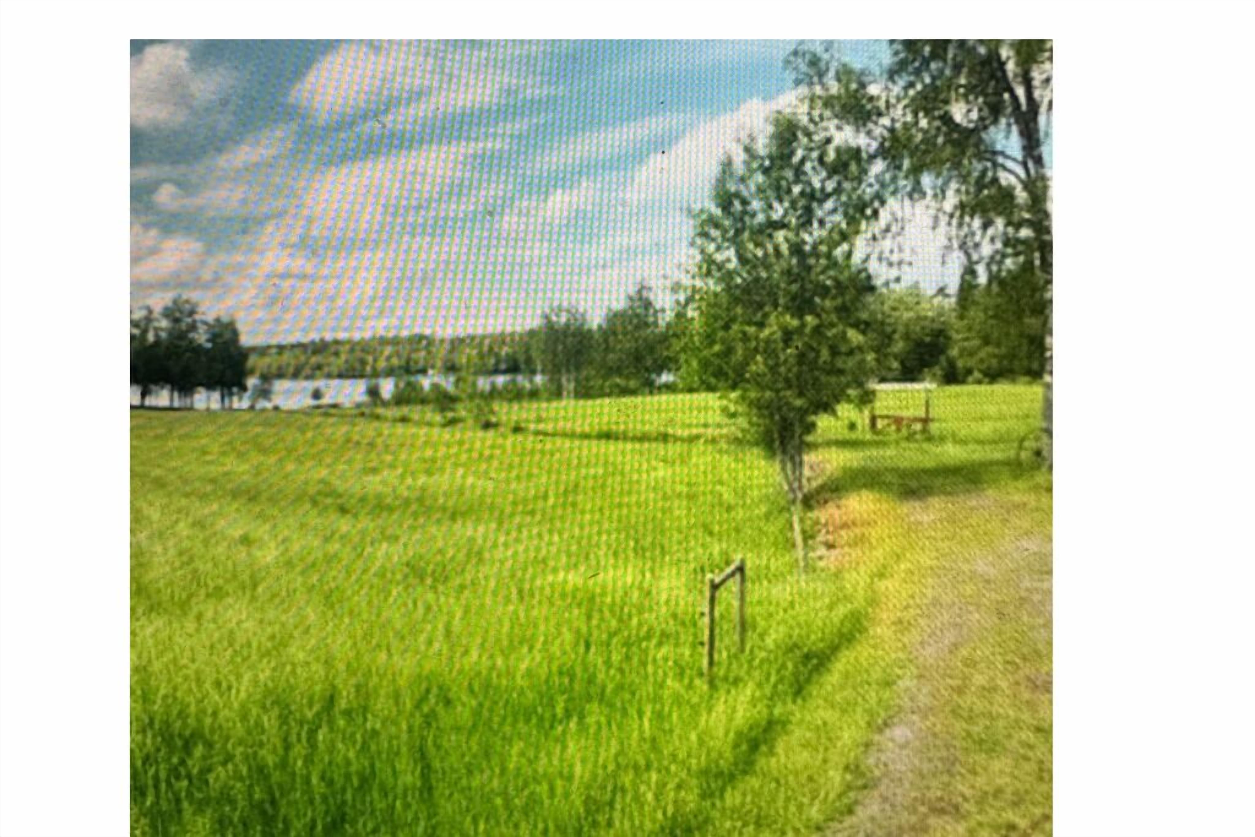 Un campo con una valla y un árbol.